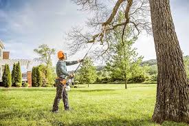 Trusted Matheny, CA Tree Care Experts