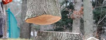 Best Arborist Consultation Services  in Matheny, CA