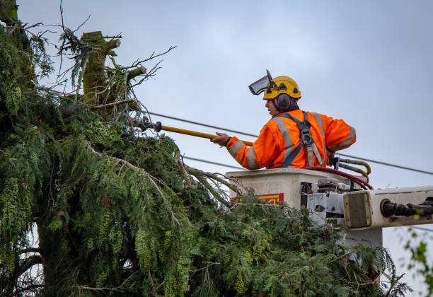 Tree and Shrub Care in Matheny, CA