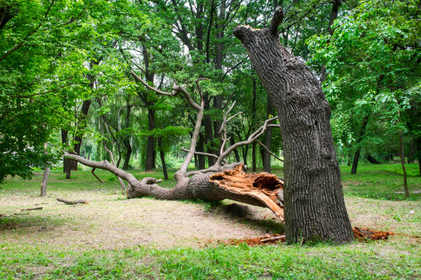 Best Commercial Tree Services  in Matheny, CA