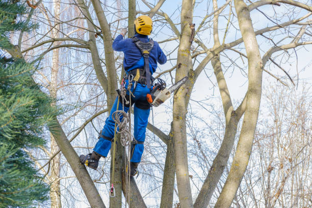Best Hedge Trimming  in Matheny, CA